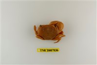 藏品(光手酋婦蟹)的圖片